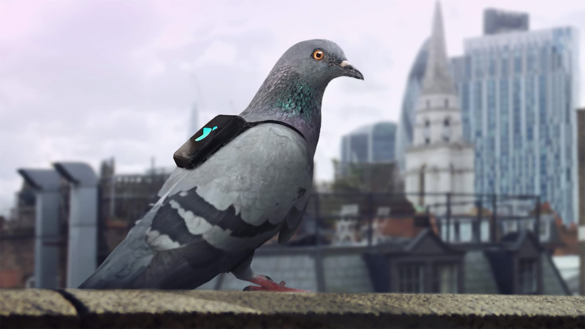 Доставка будущего уже здесь: «Голубиная почта» от «Мир Оптики»!